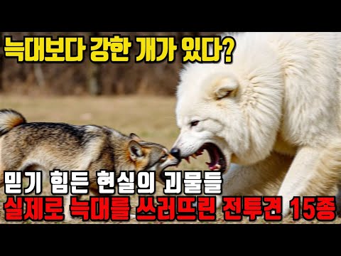 늑대보다 강한 개가 있다?! 믿기 힘든 현실의 전투견 15종