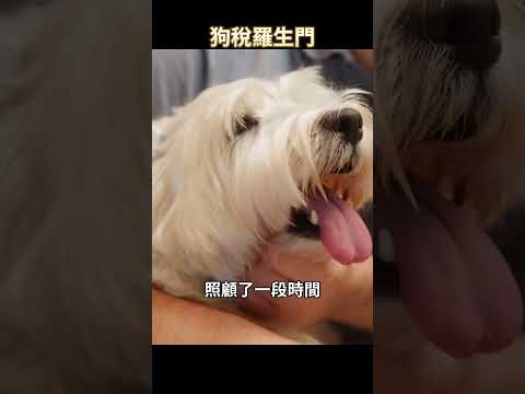 太離譜！德國男人被政府隨意徵收「養狗稅」，反手將政府告上法庭，結果居然是…？！