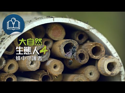 大自然  生態人4：蜂中守護者（下）