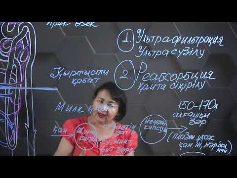 Нефронның құрылысы мен қызметі. 9 сынып.