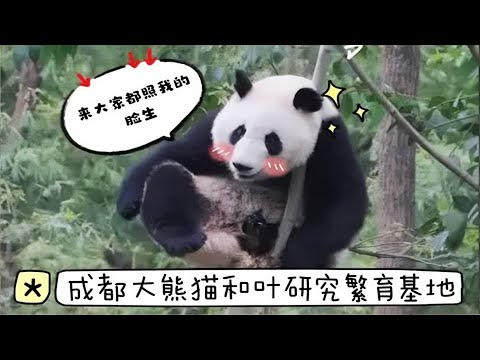 昭美啊,别忘了你可是野猫! 该出手时就要出手,该揍娃时就要揍娃#来这吸熊猫 #大熊猫昭美 #大熊猫