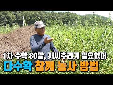 참깨농사 풍년과 흉년을 좌우하는 농사방법과 노하우 공개