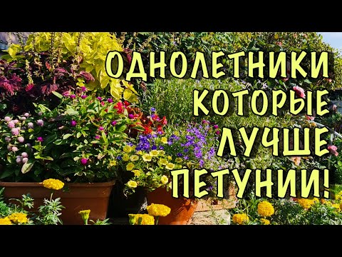 I WILL NEVER PLANT PETUNIA ANYMORE! I found flowers that are MUCH MORE BEAUTIFUL, and most import...