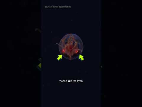 First Video of a Colossal Squid. It's a Baby.