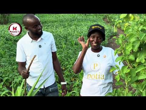 Visiting wamwangi garden at her home village 