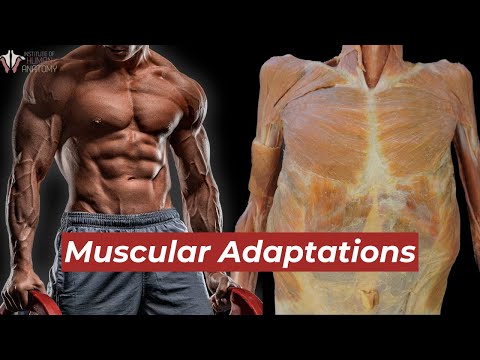 This is What Exercise Does to Your Muscles!