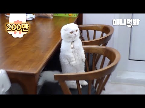 Do Not Give Attention To This Cat