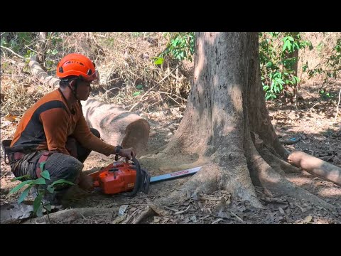 hard tree‼️cutting old teak trees in the garden
