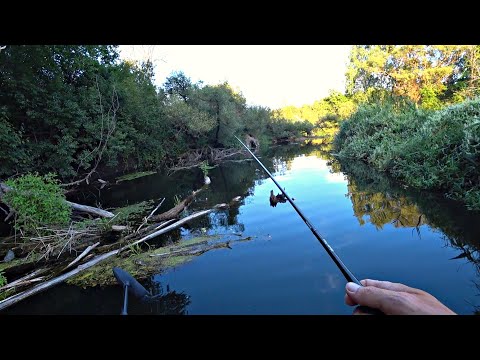 ЗАБРАЛСЯ В СТРАШНЫЕ ДЕБРИ, ТУТ КОРЯГИ КИШАТ РЫБОЙ!! Рыбалка на спиннинг.