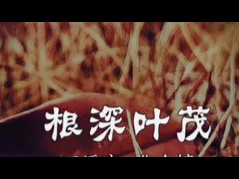 第226日，《根深叶茂》，徒步中国云南之行，今日前往玉溪市峨山彝族自治县化念镇。#徒步环旅中国 #云游四海 #大美中国 #云南之行 #玉溪市