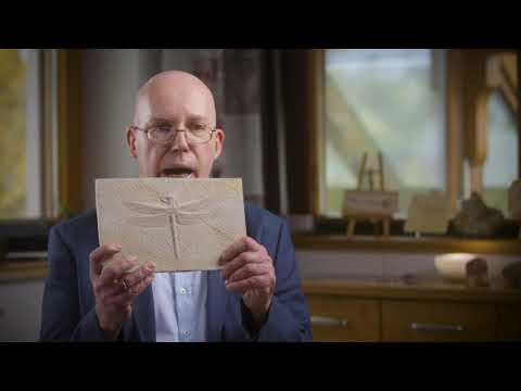 Gunter Bechly Explains What The Fossil Evidence Really Says
