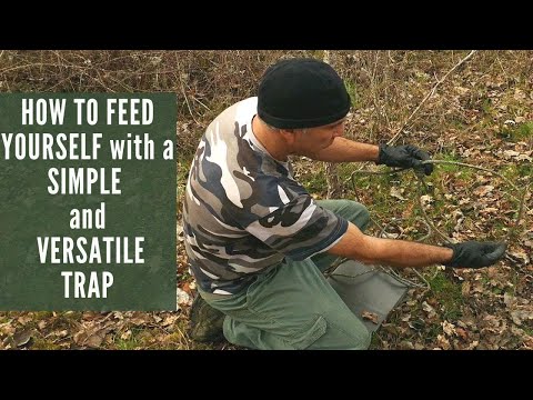 Stealth Moves: How to Avoid Dogs Like a Pro