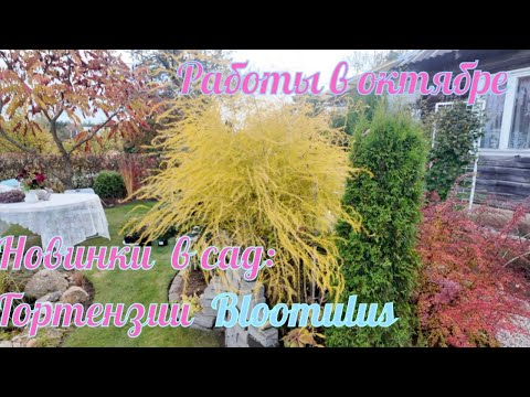 New in my garden: BLOOMULUS hydrangeas