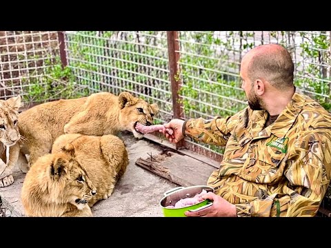 ДОЖДАЛИСЬ! Львята наконец-то стали подходить и брать у меня мясо с рук!