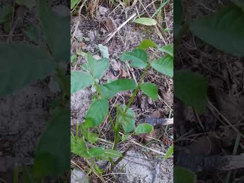 УРА! ЭКСПЕРИМЕНТ ПРОШЁЛ УСПЕШНО. ГРЕЦКИЙ ОРЕХ ПЕРЕЖИЛ СВОЮ ПЕРВУЮ ЗИМУ