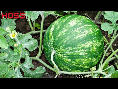 Don't Plant Watermelon Seeds in the Ground!!!