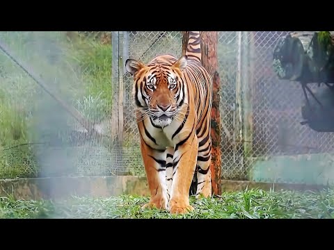 全球老虎日 华南虎