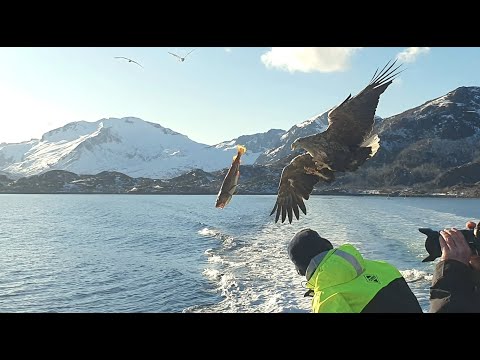 Close encounters with eagles - Norway