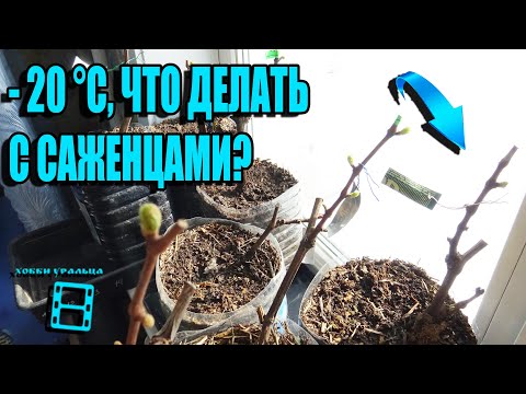 PLANTING GRAPE SEEDLINGS IN CONTAINERS - EXTENDING THE GROWTH PERIOD. NORTHERN VINEYARD 1-21