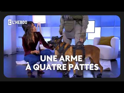 GIGN : Un chien d’assaut en pleine démonstration