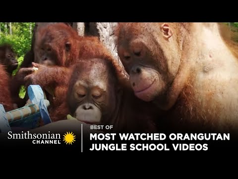 Most Watched Orangutan Jungle School Videos 🥺 Smithsonian Channel
