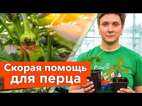 СПАСИТЕ ПЕРЦЫ ОТ ВСЕХ НАПАСТЕЙ! Диагностика перцев по внешнему виду и действенные решения проблемы
