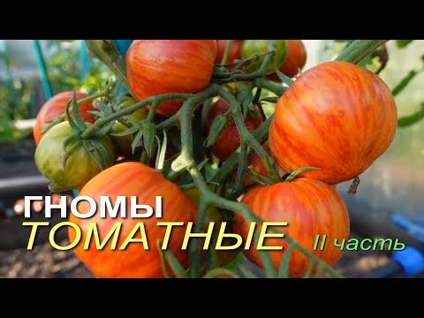 Обзор сортов ТОМАТОВ-ГНОМОВ! II часть