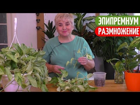 РАЗМНОЖАЮ ЭПИПРЕМНУМ (Сциндапсус) Черенками. Мои цветы. Мой опыт.