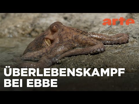 Ebbe - Ein tierisches Kammerspiel - ARTE