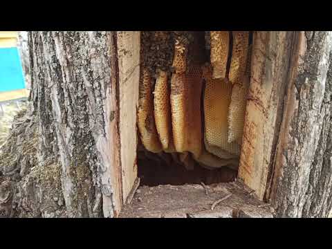 2 года, не открывал колоду с пчелами после заселения и вот, что я там увидел!!!