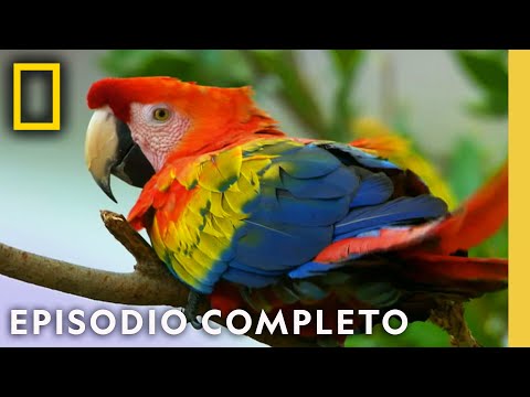 De Glaciares a Selvas: Un Recorrido por Sudamérica | Nat Geo en Español