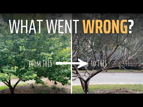 When a Fruit Tree Dies (and What I Learned From It)