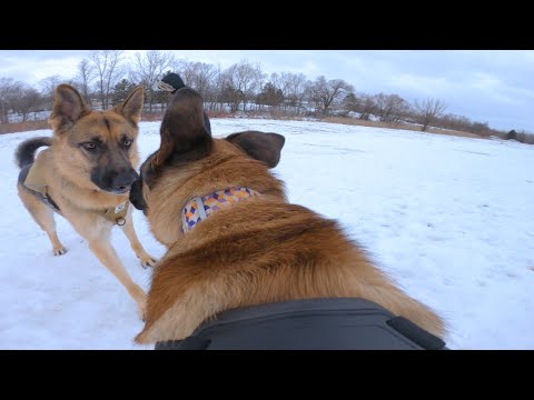 German Shepherd Protects Pack From Belgian Malinois