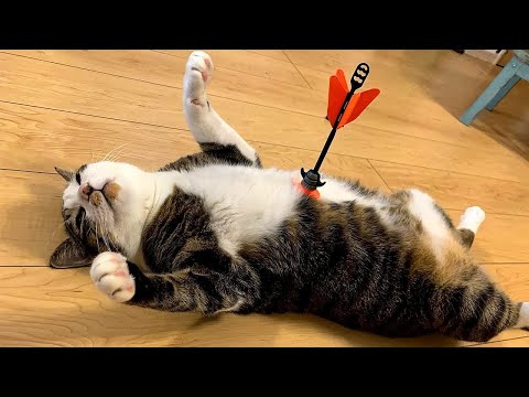 When Your Cat Deserves an Oscar for Best Comedian 🏆😂 Funny Cat Videos