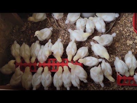 Is Raising Your Own Meat Chickens Worth It? | Numbers Breakdown