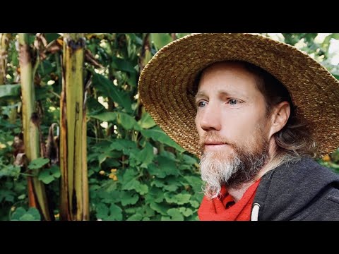 Hippy Commune Food Forest Tour (Coromandel, NZ) [Syntropic Agroforestry / 2023]