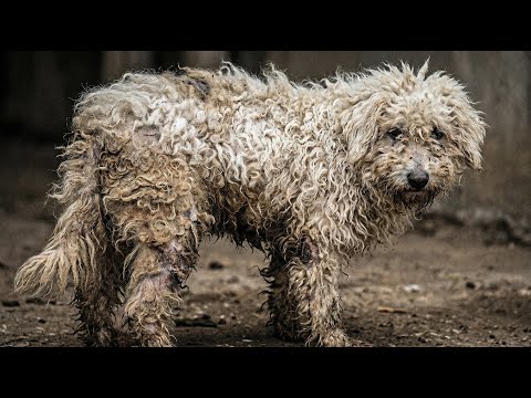 Rescue Poodle in Terrible Condition Gets Her First Real Groom