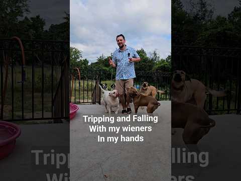 My foster dogs were very happy to help me. #bulldog #labrador #pitbull #bully