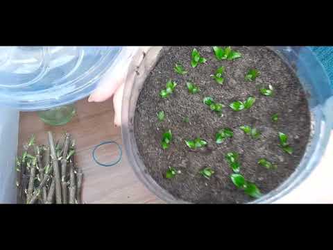 Самый лучший способ черенкования ГОРТЕНЗИИ ЛАЙМЛАЙТ. Январь месяц, начинаем черенкование.