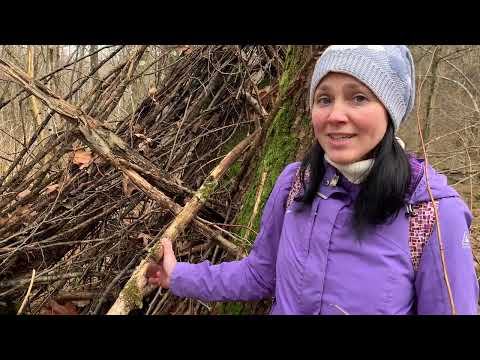 "Jelly" mushrooms and why to pick them