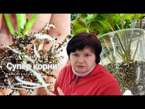 Укоренились незрелые черенки!  Отличие водяных корней.