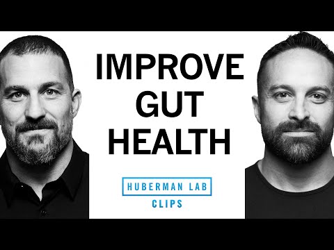 How to Improve Gut Health for Weight Loss | Dr. Layne Norton & Dr. Andrew Huberman