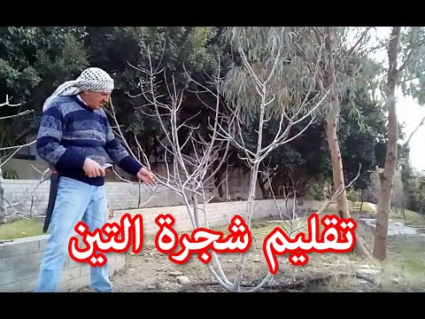 تقليم شجرة التين Pruning Fig Tree