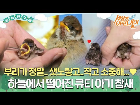[#습속친구들] 새끼 참새 보신 적 있나요? 세상 작고 소중하고... 샛노란 부리가 매력♥ #순간포착세상에이런일이 #WhatonEarth #SBSstory
