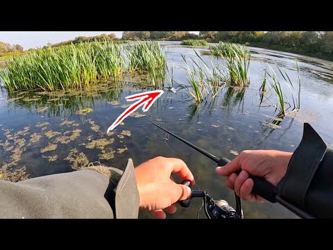 ТУТ ГЛУБИНА 20СМ а СТОЛЬКО ЩУКИ! Рыбалка на ПОВЕРХНОСТНЫЕ ПРИМАНКИ осенью