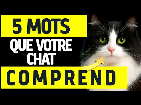 5 mots que votre chat comprend
