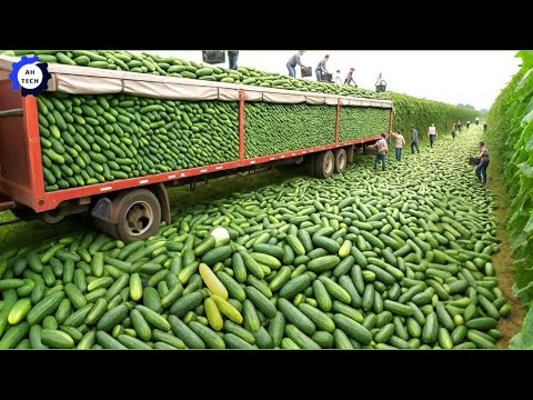 Modern Agriculture Machines to a New Level – Farmers Reap 9.5M Tons of Crops in Massive Harvests