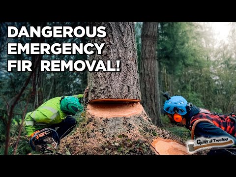 This TREE Almost FELL on the Customers House!?