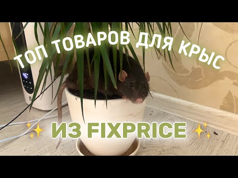 TOP RATS FROM FIXPRICE | RATS FROM FIXPRICE | WHAT HAPPENED TO MAMBA AGAIN