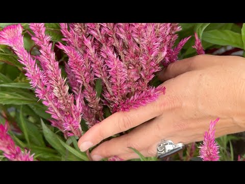 New Celosia Variety
